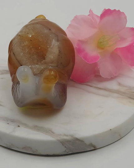 Madagascan Carnelian Snail