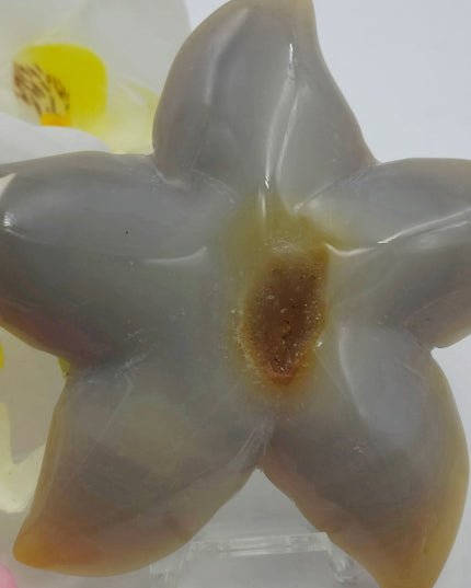 Agate starfishs