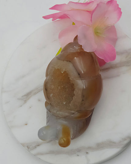 Madagascan Carnelian Snail