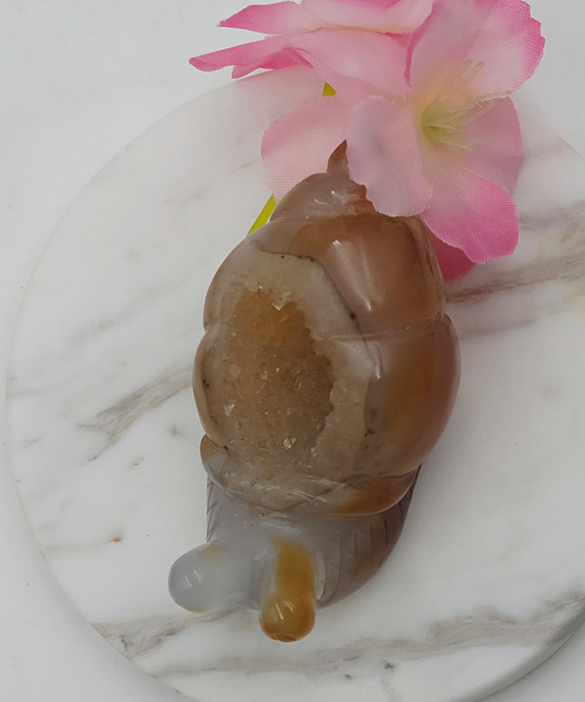 Madagascan Carnelian Snail