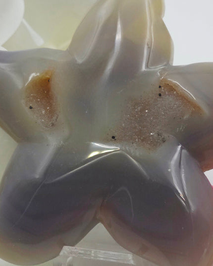 Agate starfishs