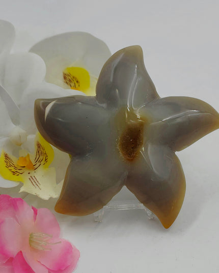 Agate starfishs