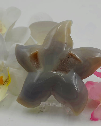 Agate starfishs