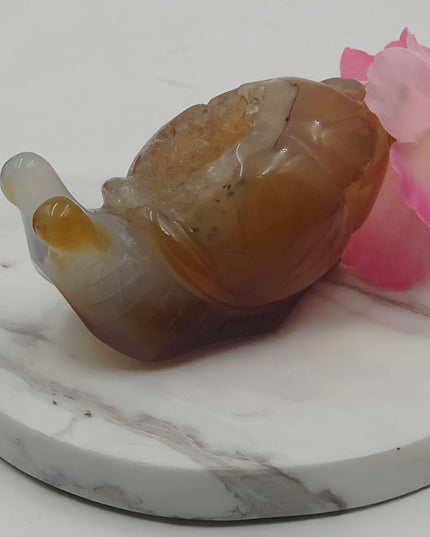 Madagascan Carnelian Snail