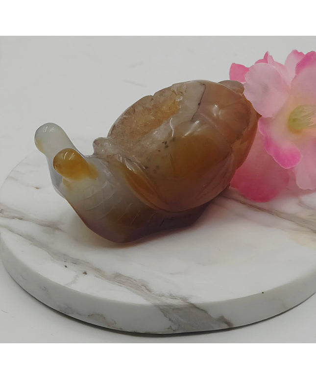 Madagascan Carnelian Snail